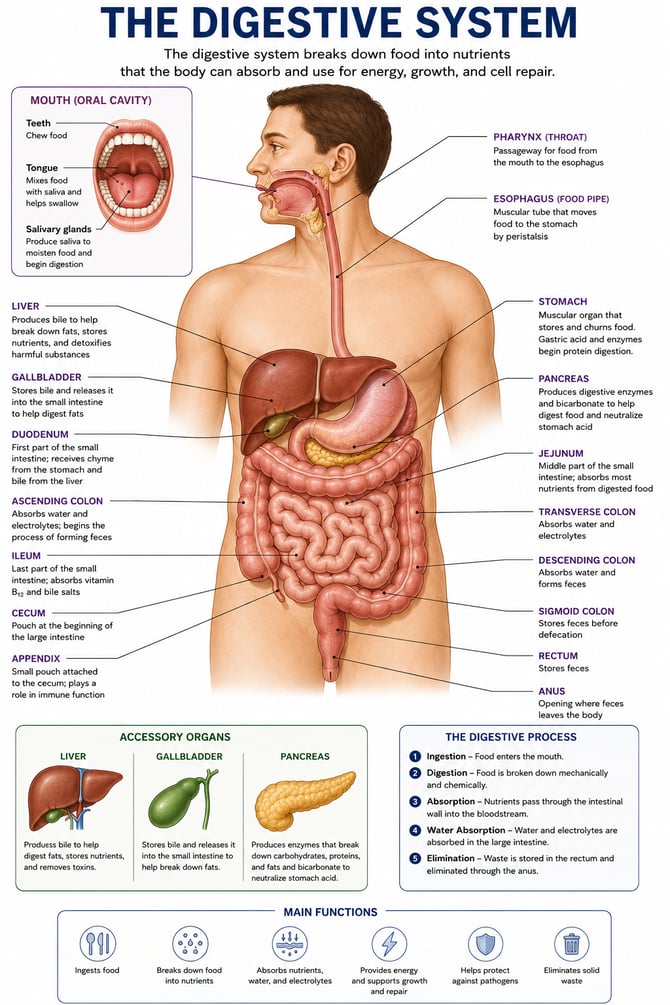 Digestive Diagram-1